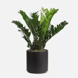 ZZ Plant – X-Grande