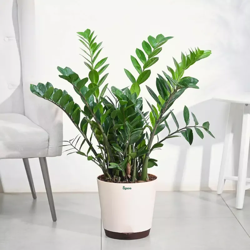 ZZ Plant – XL
