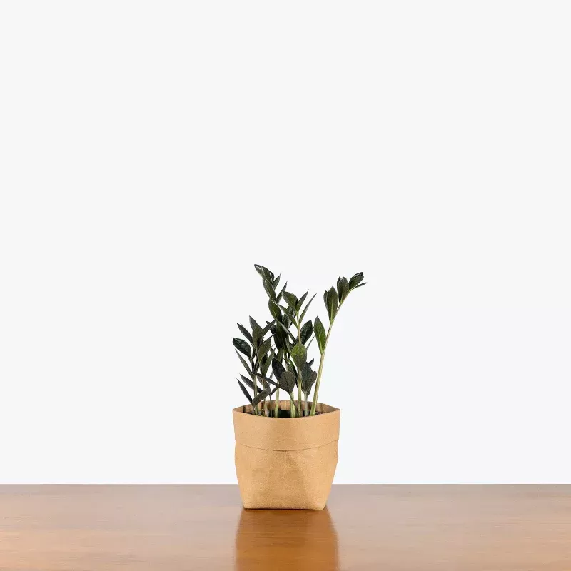 ZZ Plant Zamicro Black