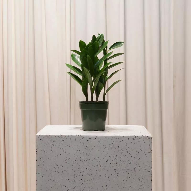 ZZ Plant: Zamioculcas zamiifolia – 4 inch pot