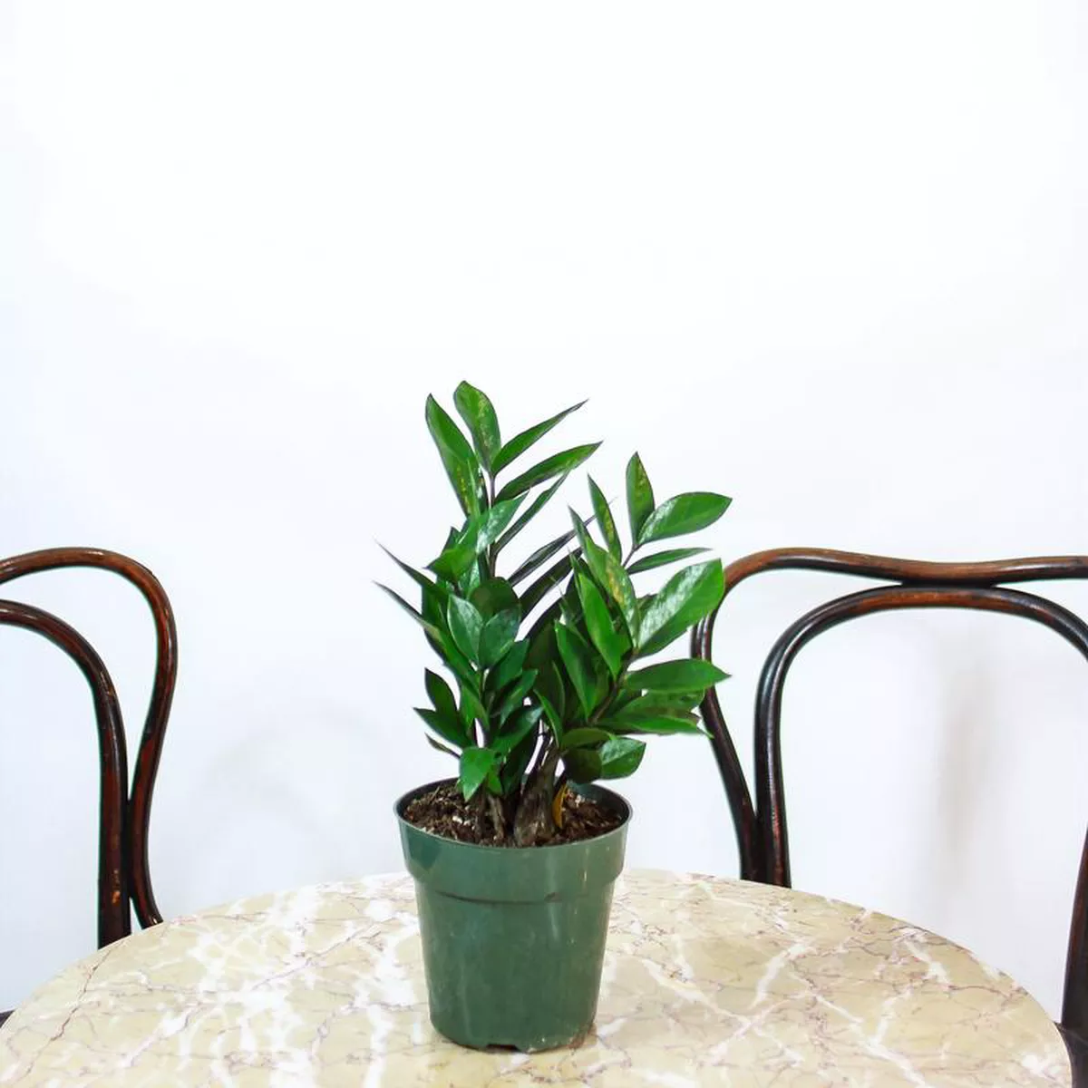 ZZ Plant Zamioculcas zamiifolia 8211 6 inch pot