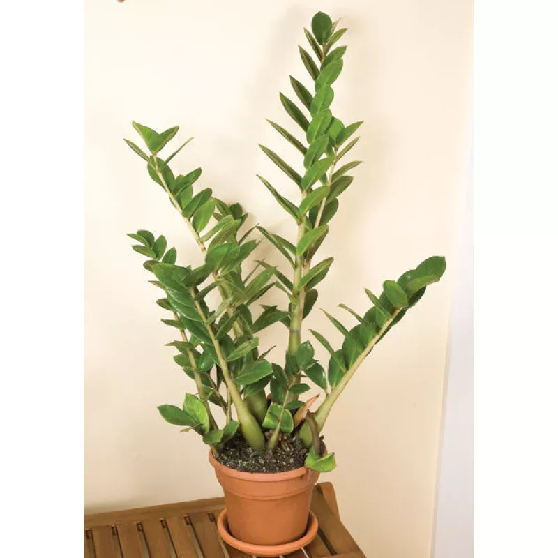 ZZ Plant (Zamioculcas zamiifolia)