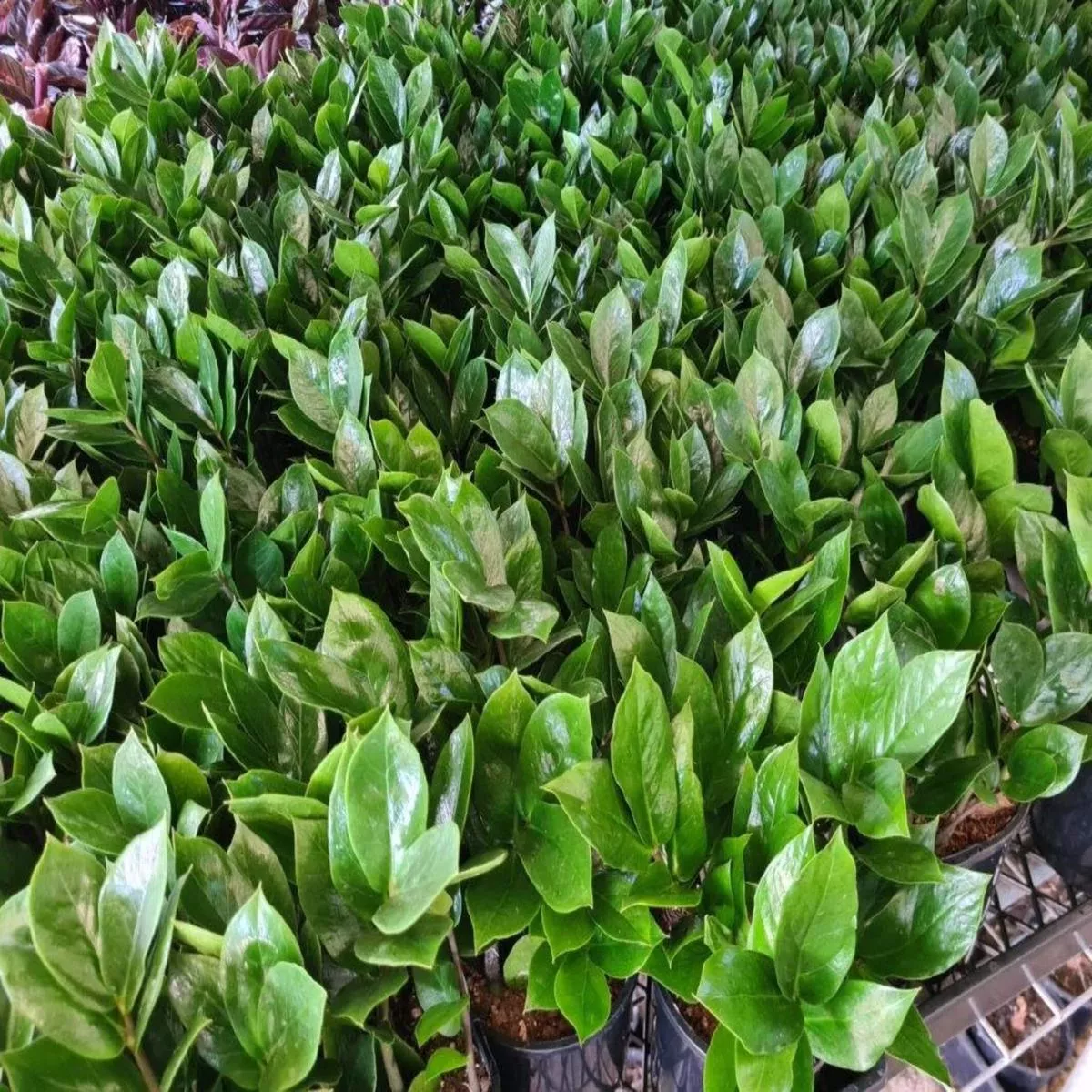 ZZ Plants | Zamioculcas Zamiifolia